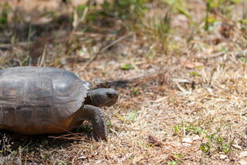 Gopher Tortoise
