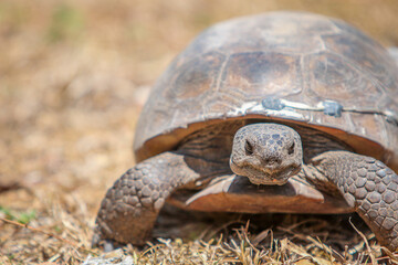 Gopher Tortoise