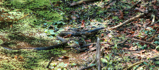 Snake in the swamp