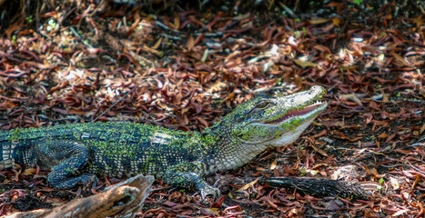Alligator on land
