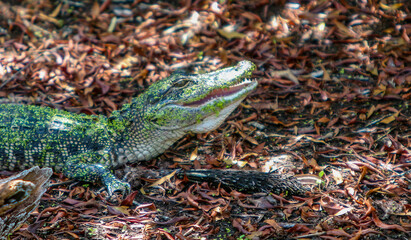 Alligator on land