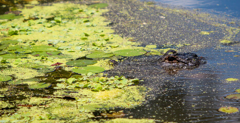 Alligator in Water