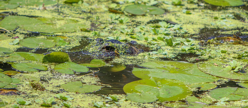 Alligator hiding in the swamp water