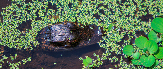 Alligator hiding in the water 