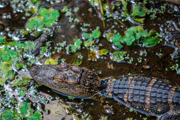 Baby juvenile alligator in the water