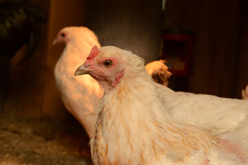 Inside the Chicken Coop