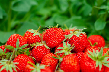 strawberries on the grass