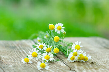 Obraz premium chamomile on wooden background