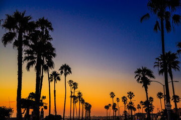 Palm trees silhouette at sunset, Newport Beach, California