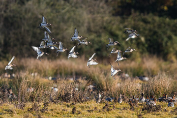 Black-tailed Godwit, Limosa limosa in the flight in environment
