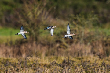 Black-tailed Godwit, Limosa limosa in the flight in environment