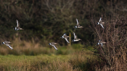 Fototapeta na wymiar Black-tailed Godwit, Limosa limosa in the flight in environment