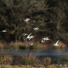 Black-tailed Godwit, Limosa limosa in the flight in environment