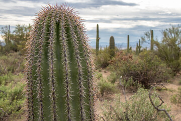 Fototapeta premium Beautiful saguaro cacti in arid wilderness of Arizona's Sonoran Desert - Saguaro National Park, Tucson, Arizona, USA