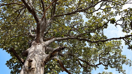 A big tree that is old and strong. Look up, there are beautiful green branches and leaves on the blue sky background with copy space. Selective focus