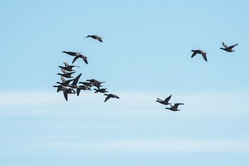 Brent Geese  in flight, Brent Goose, Branta bernicla in Devon in England, Europe