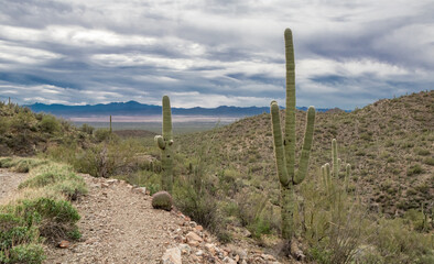 Fototapeta na wymiar Beautiful saguaro cacti in arid wilderness of Arizona's Sonoran Desert - Saguaro National Park, Tucson, Arizona, USA