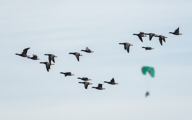 Brent Geese  in flight, Brent Goose, Branta bernicla in Devon in England, Europe