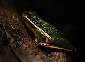 American Green Tree Frog