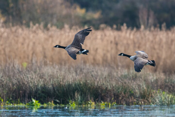 Canada Geese, Canada Goose, Branta Canadensis in environment
