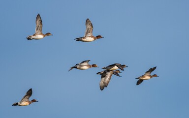 Eurasian Wigeon, Mareca penelope birds in flight in sky