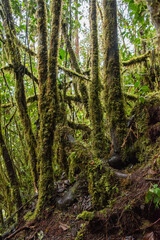 bosque humedo en laguna de la cocha Colombia 