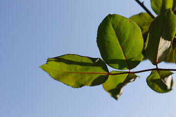 Plant foliage in Brazil. It is possible to identify the morphology of the leaf: the petiole, the limbus and the stem. 