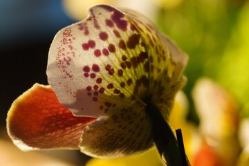 珍しい蘭の花弁の斑模様