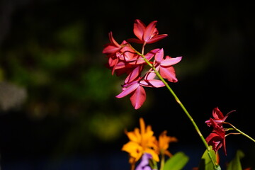 赤い蘭の花と背景のオレンジ色の蘭の花