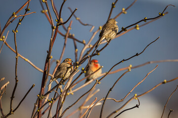 Portrait of small red house finch (haemorhous mexicanus) bird sitting perched on tree branches with soft background
