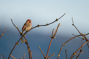 Portrait of small red house finch (haemorhous mexicanus) bird sitting perched on tree branches with soft background