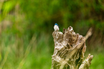 Portrait of small blue and white songbird sitting perched on tree branch with soft background
