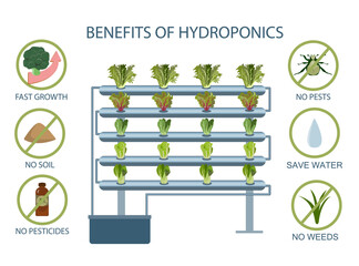 infographic of the benefit of hydroponic growing vegetables.