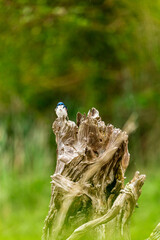 Portrait of small blue and white songbird sitting perched on tree branch with soft background
