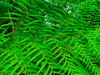 Beautiful leaf surface pattern for background design. natural line arrangement of plants in nature.