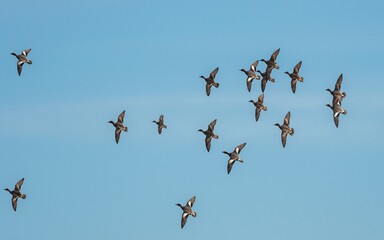 Eurasian Wigeon, Mareca penelope birds in flight in sky