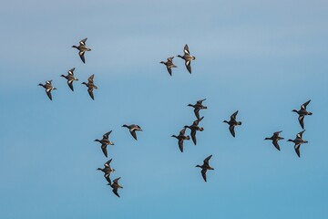Eurasian Wigeon, Mareca penelope birds in flight in sky