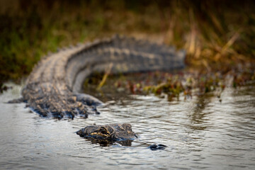 Close Up of Alligator Entering Water
