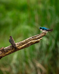 Portrait of small blue and white songbird sitting perched on tree branch with soft background
