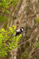 Obraz premium Portrait of small black and white songbird eating insects 