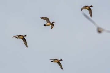 Eurasian Wigeon, Mareca penelope birds in flight in sky