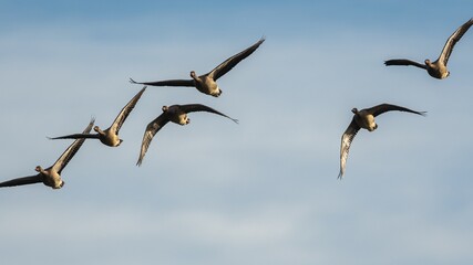 Greylag Geese, Greylag Goose, Anser anser in flight on the sky