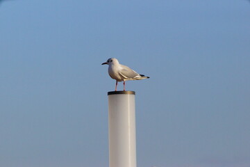 孤独なユリカモメと青空