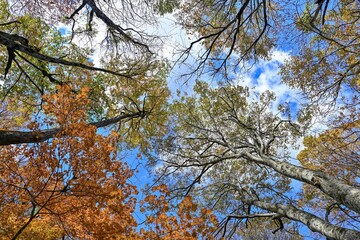 青空バックに見上げる晩秋の奥入瀬渓流の紅葉情景＠青森