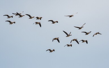 Greylag Geese, Greylag Goose, Anser anser in flight on the sky