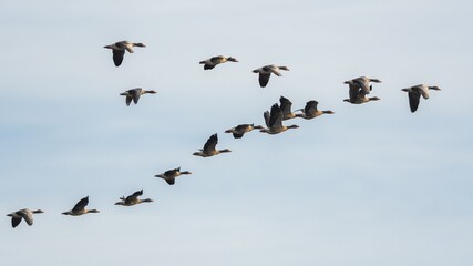 Greylag Geese, Greylag Goose, Anser anser in flight on the sky