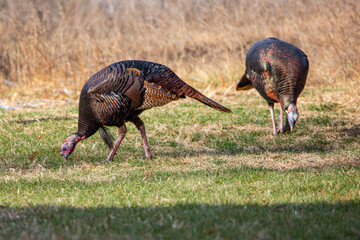 Male wild turkeys (Meleagris gallopavo) eating in a Wisconsin field in autumn © mtatman