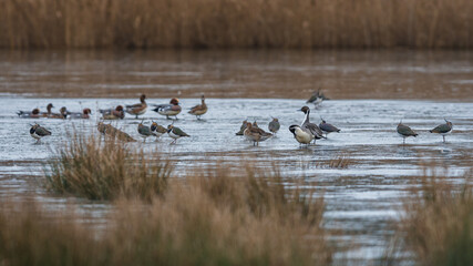 Northern Pintails and Northern Lapwings on the Ice