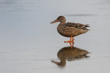 Northern Shoveler, Shoveler, Anas clypeata female on Ice in Devon in England, Europe