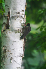 子育て中のクマゲラ